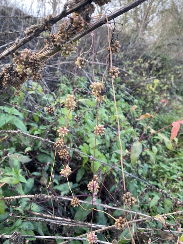Greater Dodder