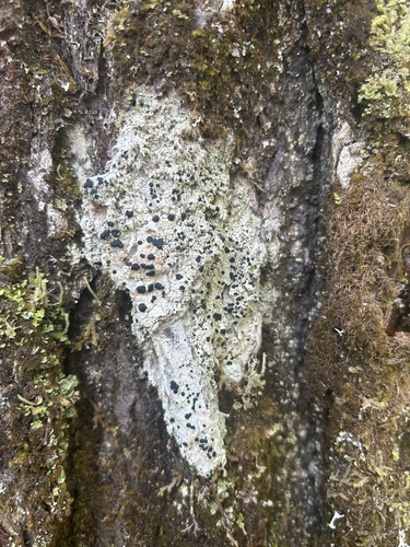 Surprise Lichen