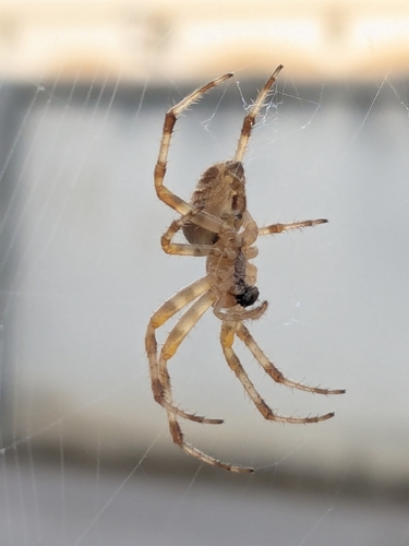 Cross Orbweaver