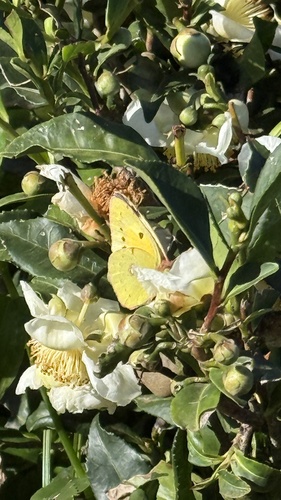 Clouded Yellow