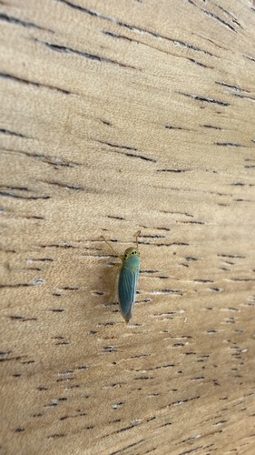 Green Leafhopper