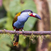 Plate-billed Mountain-Toucan - Photo (c) Greg Boreham, all rights reserved, uploaded by Greg Boreham
