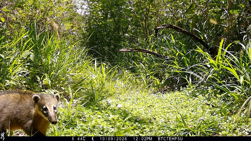 South American Coati