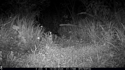 Southern Tamandua