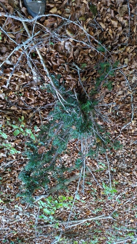 common yew