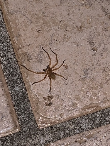 Olios argelasius