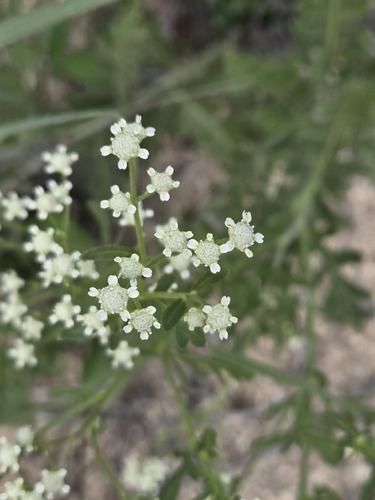 Gray's feverfew