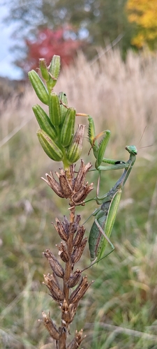 European Mantis