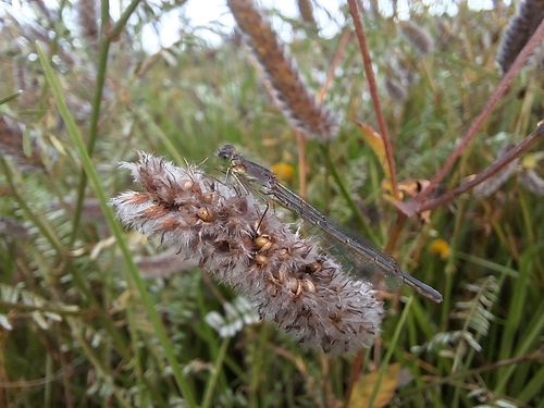 Caballito pigmeo común
