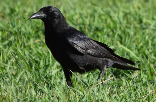 Carrion Crow