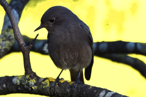 Black Redstart