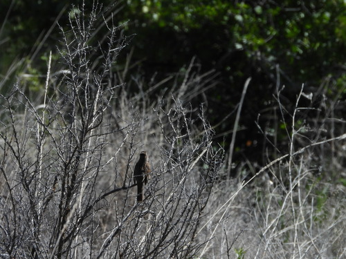 Sage Thrasher