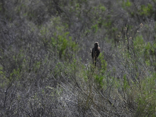 Sage Thrasher