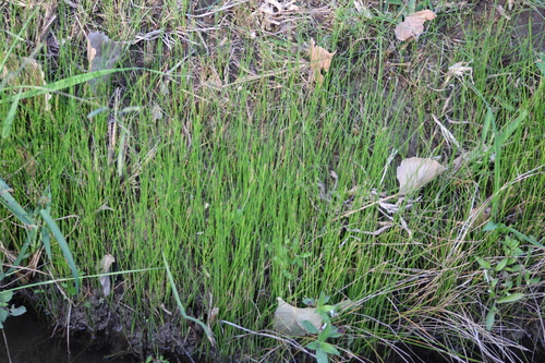 Common Spikerush