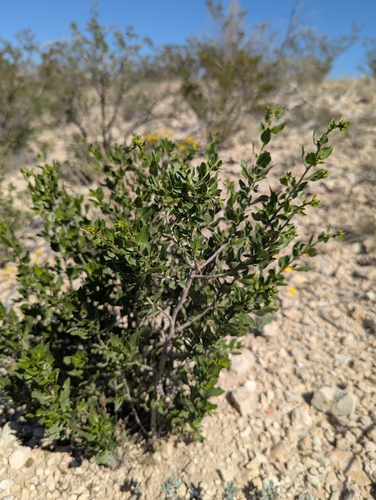 American Tarwort