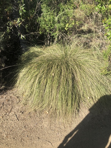 iNaturalist observation photo of grasses