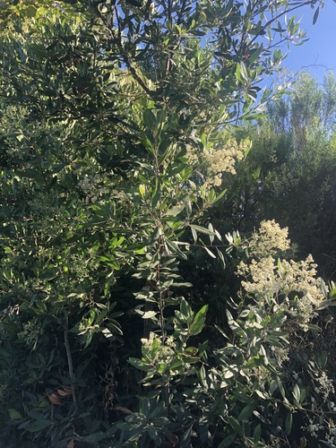iNaturalist observation photo of Toyon