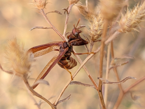 Brown Wasp Mantidfly