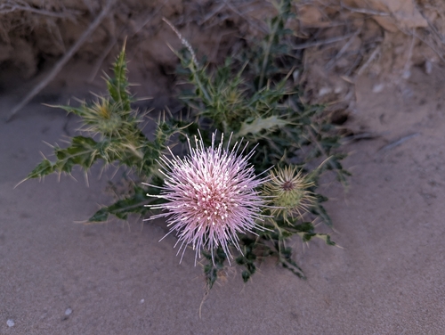 yellowspine thistle