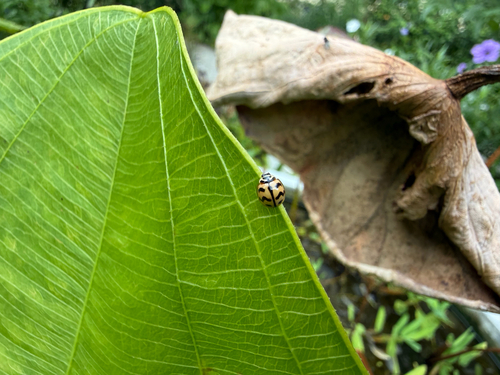 Six-spotted Zigzag Ladybird