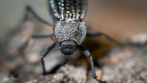 Philolithus sordidus