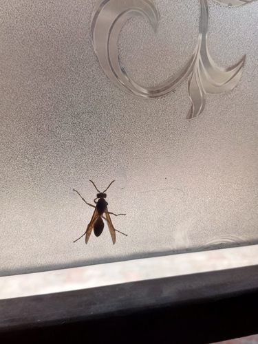 Umbrella Paper Wasps