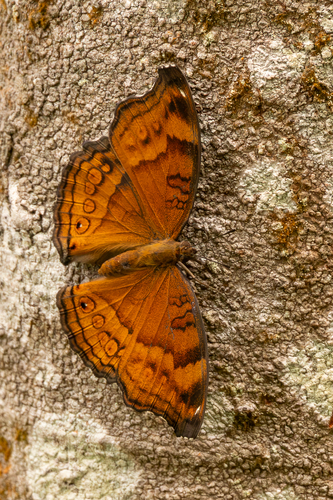 Junonia hedonia