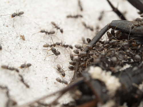 High Noon Ant