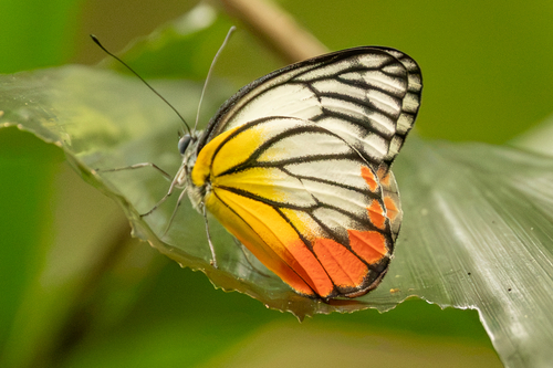 Delias hyparete