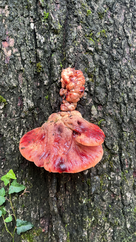 Beefsteak Polypore