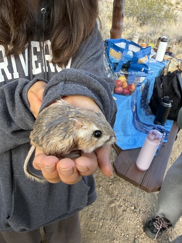 Merriam's Kangaroo Rat