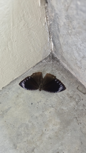 Elymnias hypermnestra