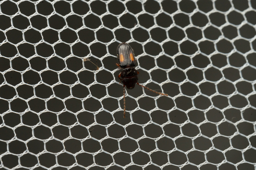 Laemophloeus