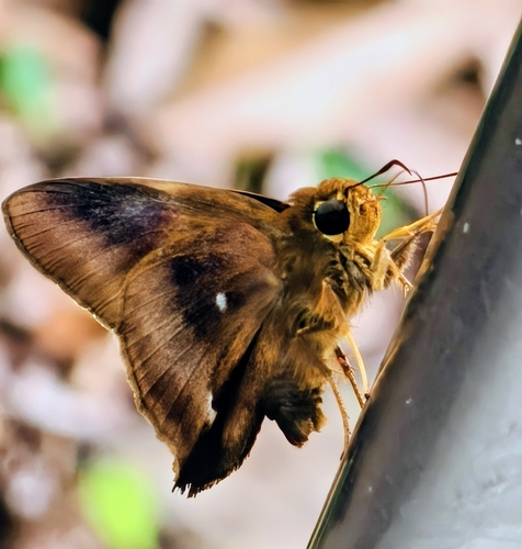 Hasora badra