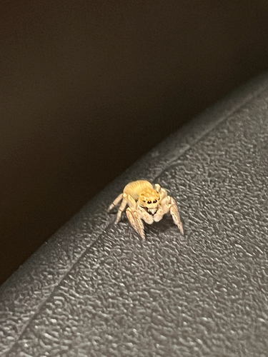 Carrhotus xanthogramma