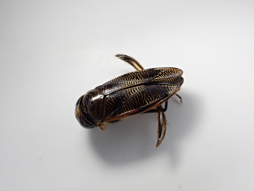 Graptocorixa abdominalis