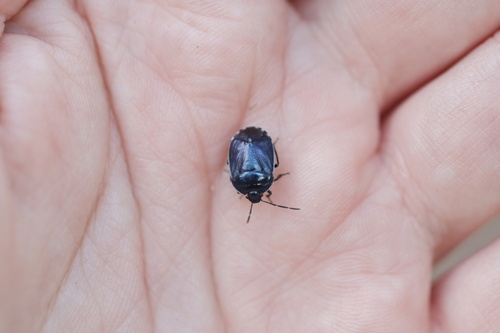 Canthophorus melanopterus