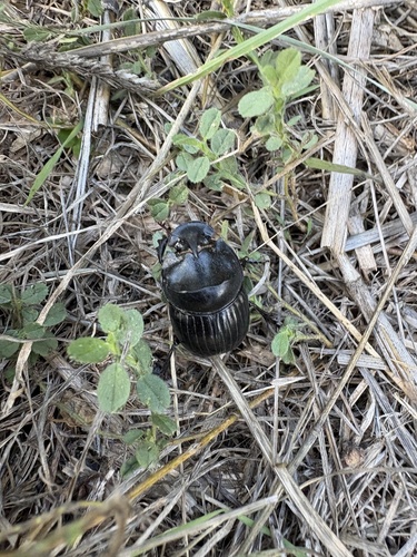 Spanish Dung Beetle