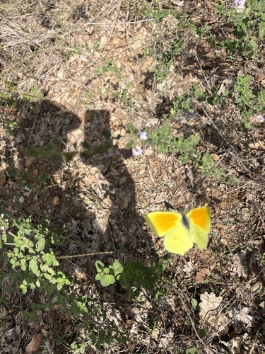 Cleopatra Butterfly