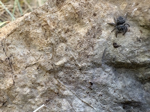 Red-bellied Jumping Spider