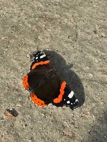Red Admiral