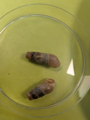 Decollate Snail