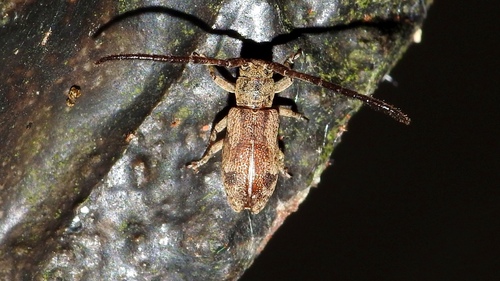 Novorondonia bisignata