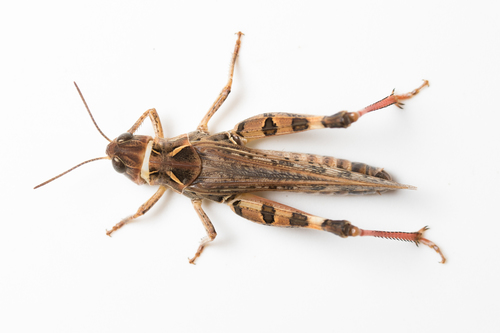 Moroccan Locust