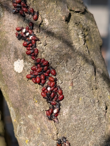 Lime seed bug