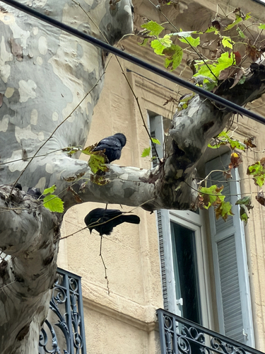 Eurasian Jackdaw