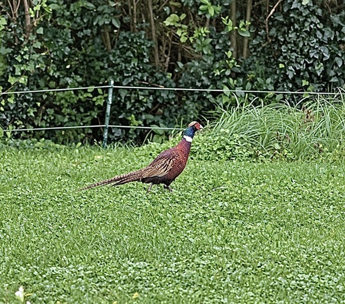 Ring-necked Pheasant