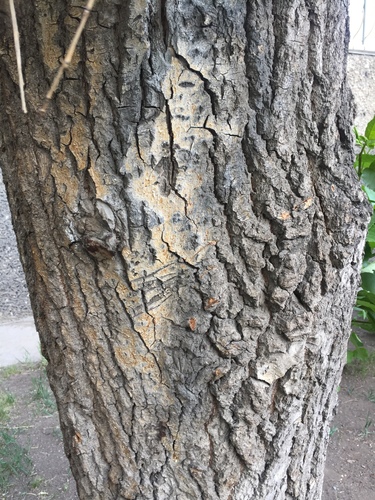 Laurel-leaved Poplar