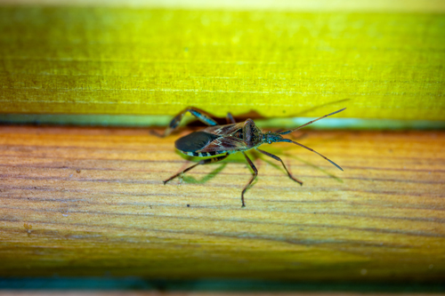 Western Conifer Seed Bug
