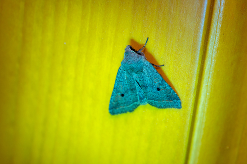 Red-line Quaker